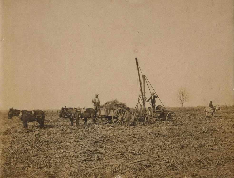 Loading cut sugarcane at Catherine Plantation
