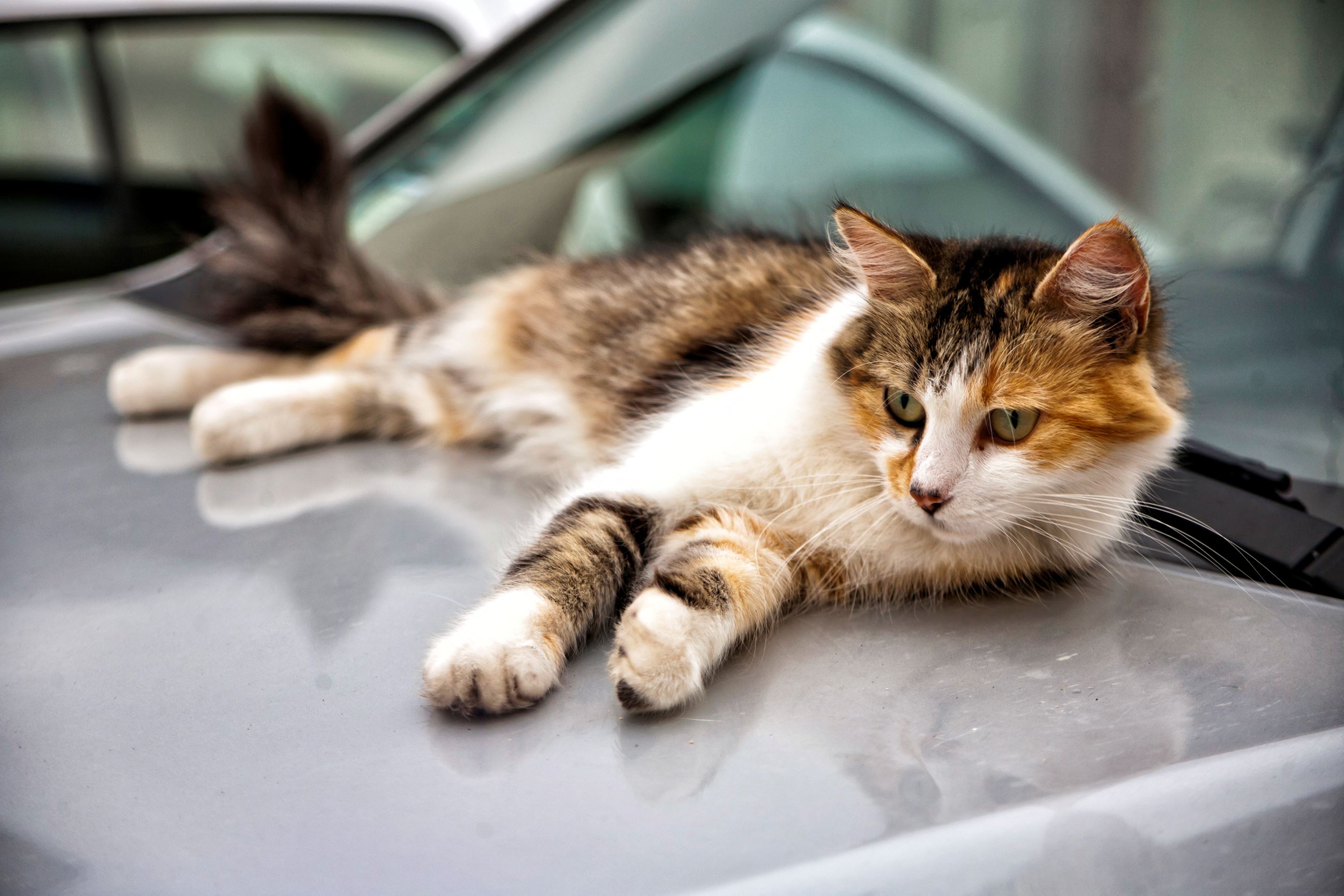 stray cat on car stray cat on car